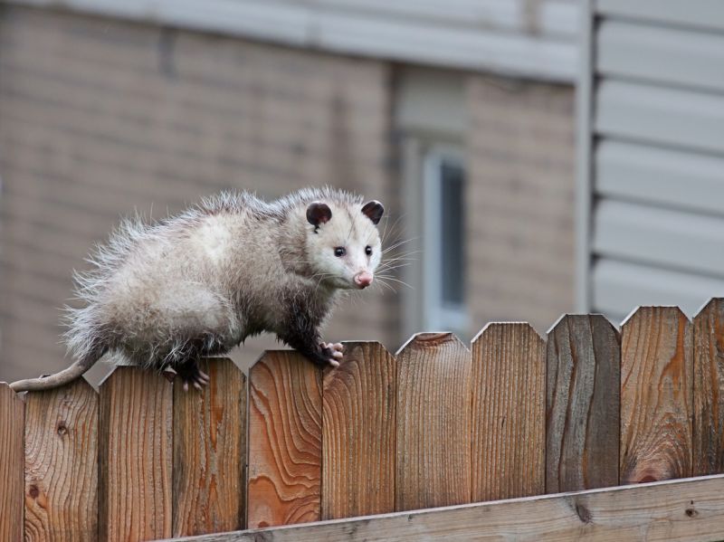 Possum Removal
