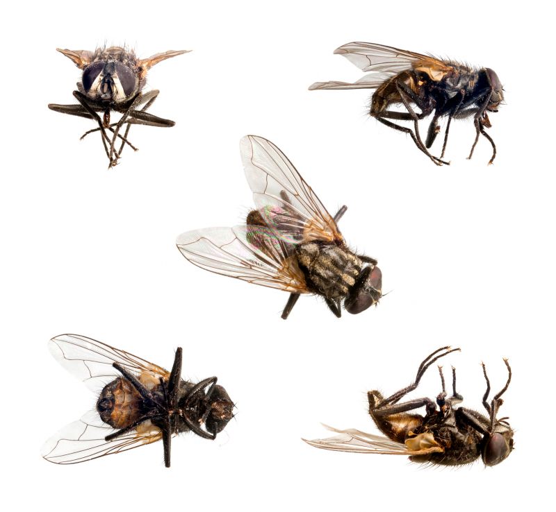 Fly Extermination in Mckinney, TX