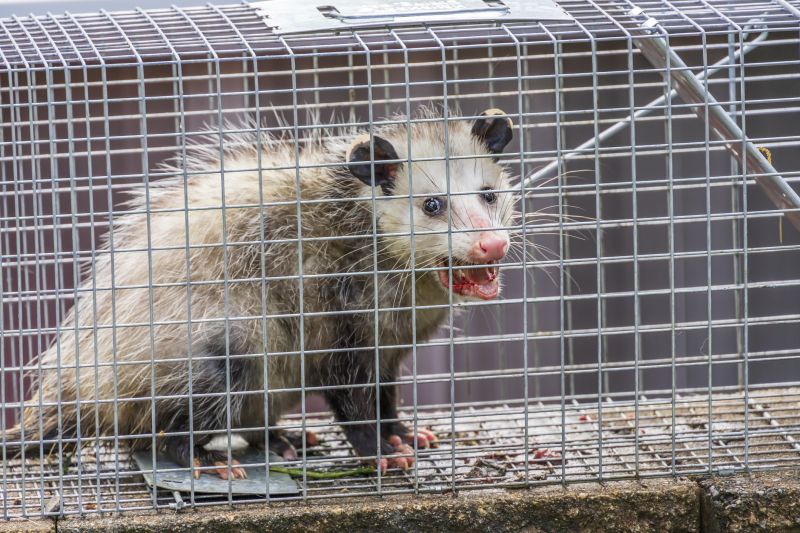 Possum Removal detail