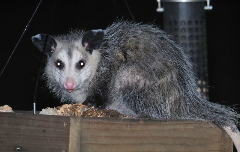 Possum Removal detail