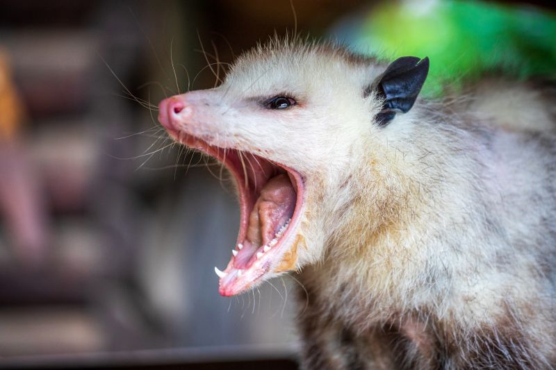Possum Removal detail