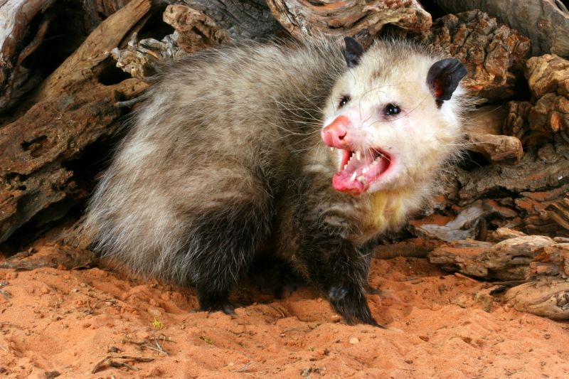 Possum Removal detail
