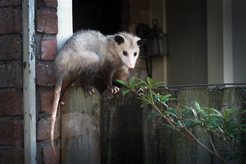 Possum Removal detail