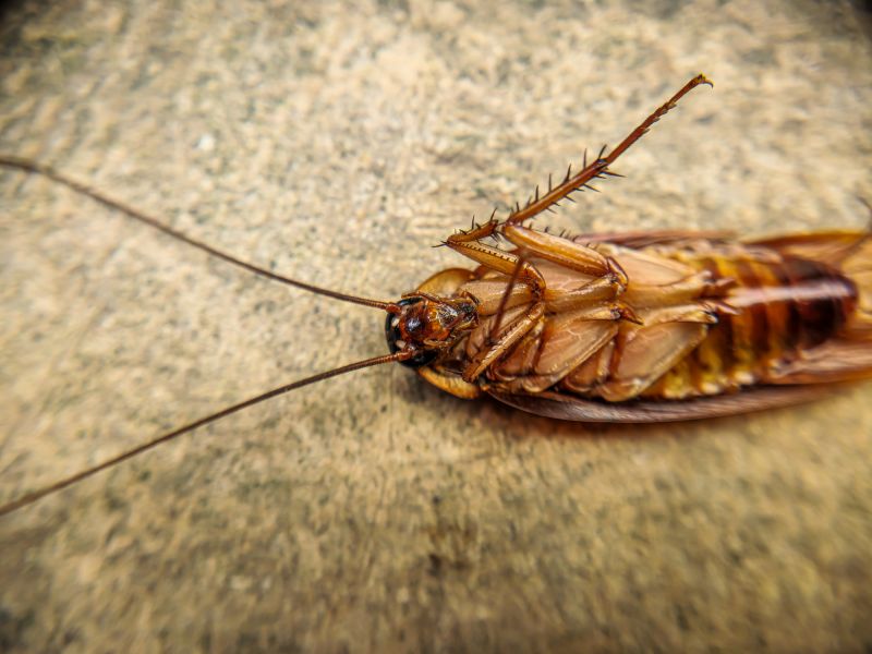 Moth Extermination in Frisco, TX