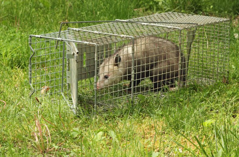 Possum Removal