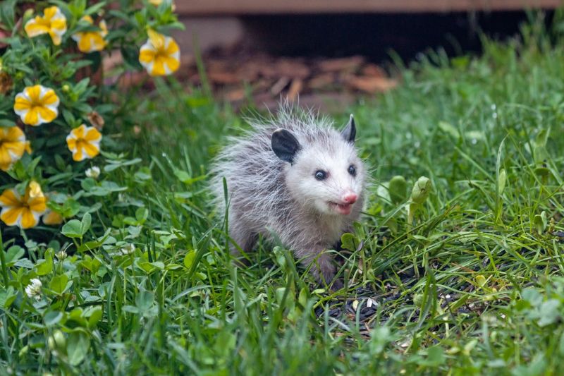 Remove Opossums In Crawl Spaces
